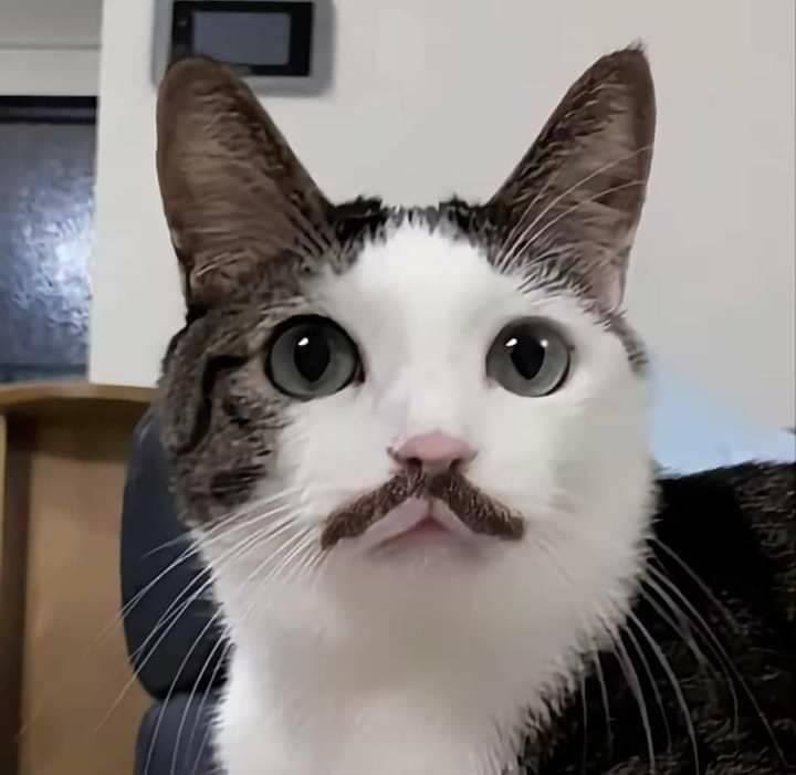 Il gatto di <a href="/ilpiccolog/">Piccolo G</a> 👨🏻😂💖