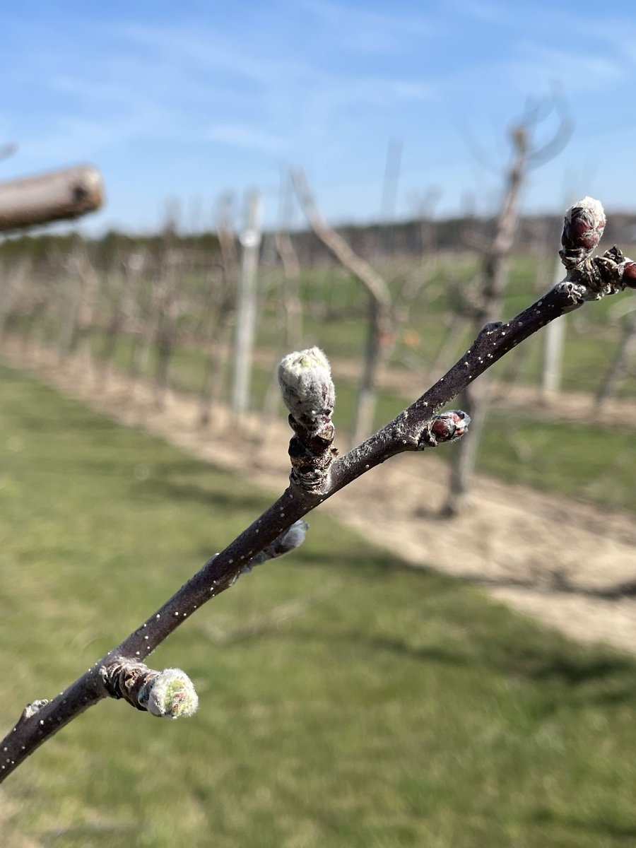 Bud watch 2023! Green tip on Gala, Ambrosia, Honeycrisp and Cortland in Norfolk County #herewegrow #onapple #onfruit #ontag