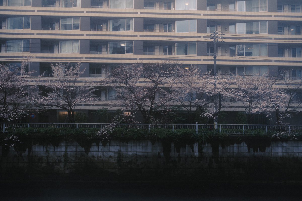 teemusphoto's tweet photo. A misty spring day in Tokyo https://t.co/7oyuh8PXWm
