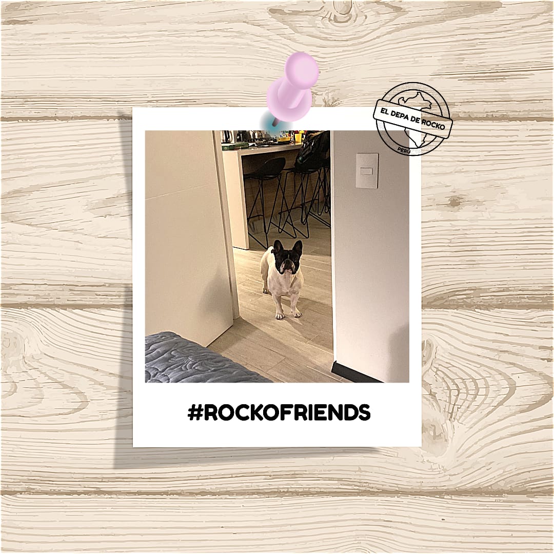 Eldepaderocko's tweet photo. Gracias por la visita RockoFriends! 🤍🐶🐱 
#RockoFriends #ElDepadeRocko #Startup #Alquiler #PetFriendy #Vacaciones #Cusco #PuntaHermosa #Barranco #Lunahuaná #Lima #CerroAzul #Mascotas #PetFriendly #Viaje #Departamento  #Playas #Perú #Departamento  #Dondetumejoramigoesbienvenido https://t.co/a9w1QR2gSc