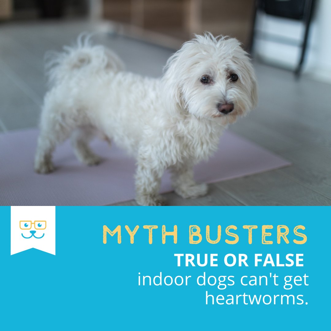 What do you think...True or False? Tell us in the comments! #heartwormawarenessmonth #heartwormawareness #heartwormnegative #heartwormtreatment #heartwormdisease #veterinaryvillagelomira