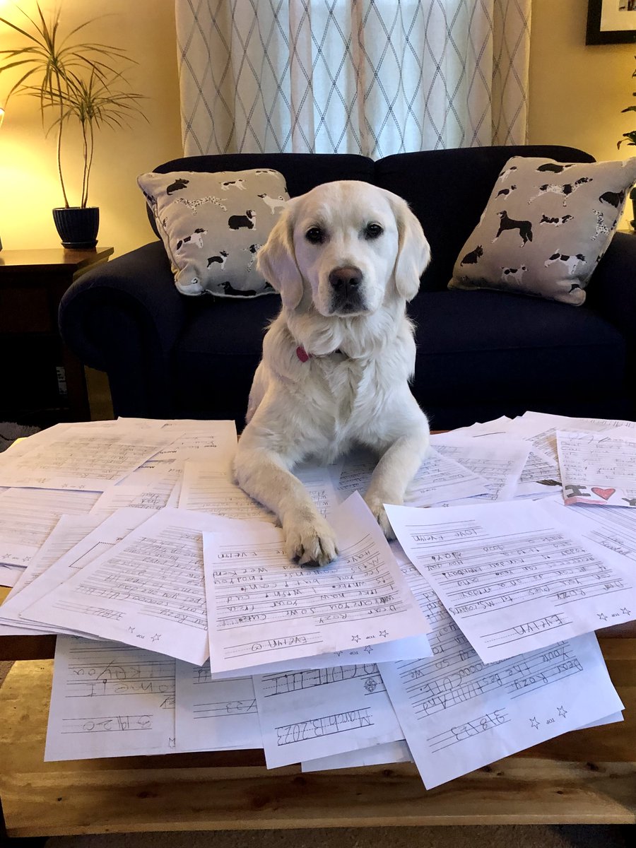 This is Rozy, a volunteer therapy dog <a href="/SamPlacentino/">Sam Placentino Elementary</a>, with her 100+ March Mail letters sent by students. Thank you to our awesome teachers for encouraging students to write to her and send some love! @HollistonPublicSchools #HollistonSchoolPride