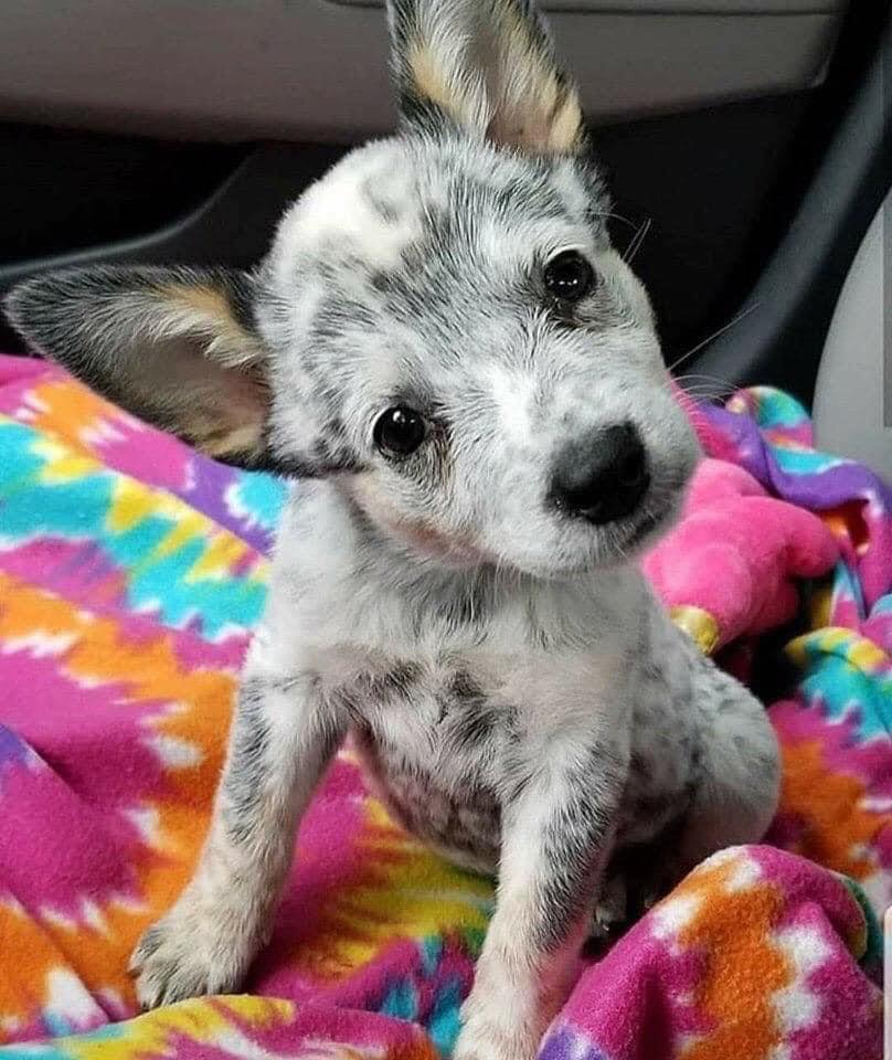 _XDogs's tweet photo. Hi I've been waiting all day but nobody even said hello to me... I'm so sad.. ... https://t.co/qw4NJK1bPM