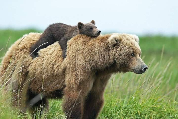 nebbianelsole's tweet photo. Arrivati i risultati del DNA dell’orso ricercato .. è una Orsa ..
Mamma Jj4, condannata a morte per aver fatto la mamma . 

Io sto dalla parte di mamma orsa ❤️ https://t.co/fJPIIlSoDA