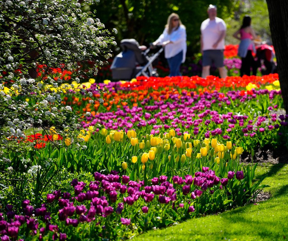 Over 100,000 tulips are reaching their peak bloom this week at the Cincinnati Zoo and Botanical Garden. 🌷

Check out more photos from <a href="/CincinnatiZoo/">Cincinnati Zoo</a>'s Zoo Blooms: bit.ly/41jJFcy