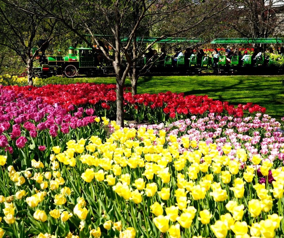 Enquirer's tweet photo. Over 100,000 tulips are reaching their peak bloom this week at the Cincinnati Zoo and Botanical Garden. 🌷

Check out more photos from @CincinnatiZoo's Zoo Blooms: https://t.co/flj3gUbj04 https://t.co/oHxg5qg9jy