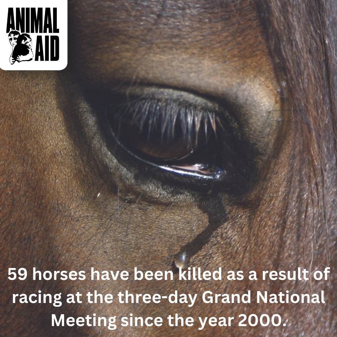 The Grand National Festival starts tomorrow. 59 horses have been killed at the 3-day Meeting since the year 2000, with four fatalities last year. It’s time to ban jump racing: animalaid.org.uk/BanJumpRacing #BanJumpRacing #Aintree #GrandNational