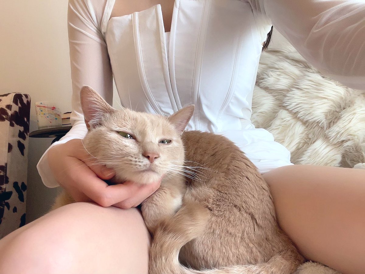 お仕事に行かせてくれない猫 https://t.co/RT6wKedN3f