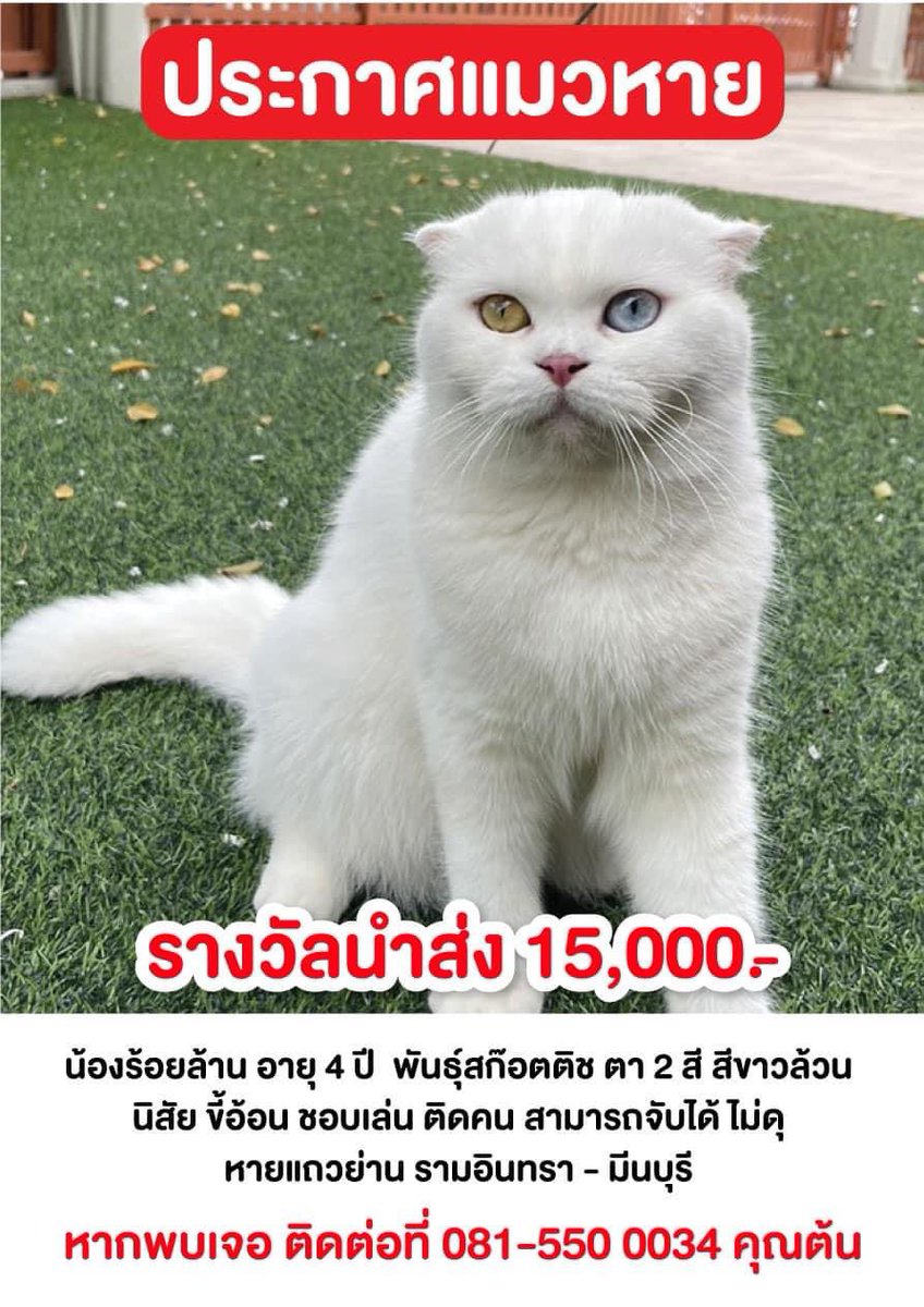 hanahholly's tweet photo. ขอฝาก #ตามหาแมวหาย โซนรามอินทรา มีนบุรี หน่อยนะคะ

👉🏻ลักษณะเด่น ตา2สี สีขาวล้วน 
นิสัย ขี้อ้อน ชอบเล่น ติดคน สามารถจับได้ ไม่ดุ หายที่ รามอินทรา103/3 หมู่บ้านแมกไม้ https://t.co/RwRGGSc3Na