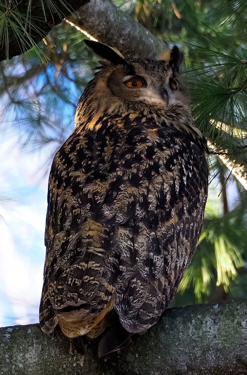 Above96th's tweet image. Hey, @NYCMayor, you should at the very least name Flaco as an honorary, unpaid, but much appreciated rat czar! He's doing more than most to clean up Gotham! #birdcpp #BirdTwitter