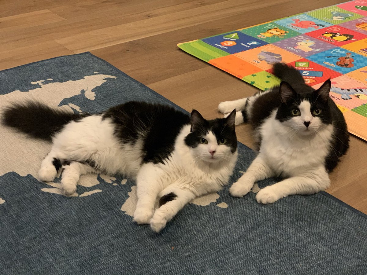 Jenny Fong tweet media