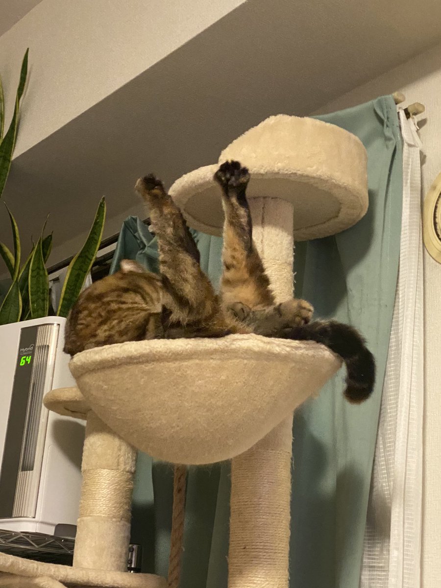 himari0314's tweet photo. ��ーン！！
#猫のいる暮らし 
#猫がいる幸せ https://t.co/ZmNfCMyRLQ