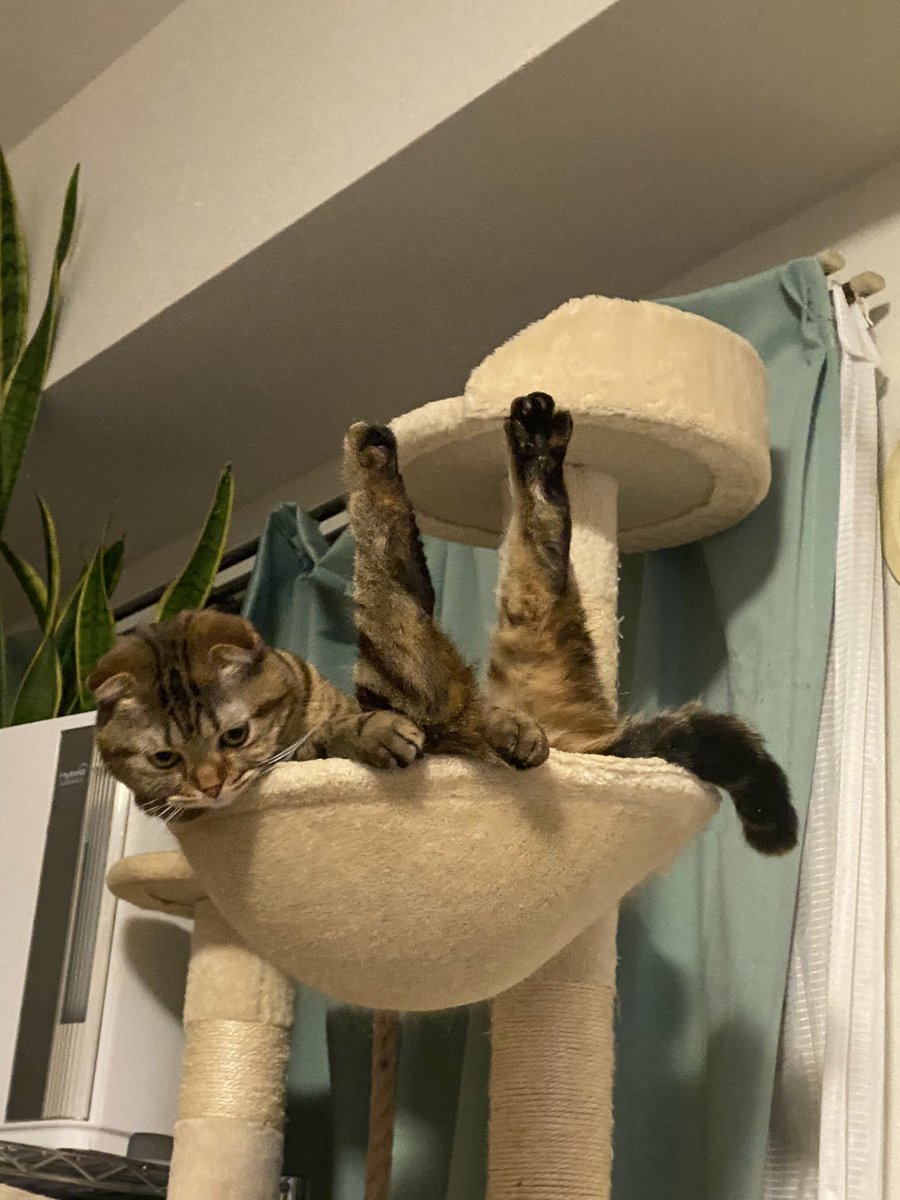 himari0314's tweet photo. ��ーン！！
#猫のいる暮らし 
#猫がいる幸せ https://t.co/ZmNfCMyRLQ