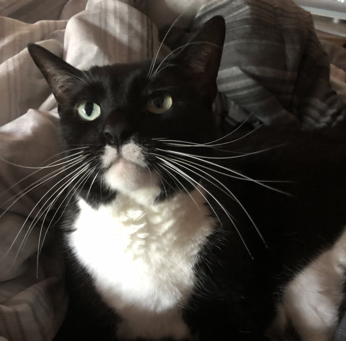 Hi furfriends 😺 Happy Whiskers Wednesday - Malloy

#KittyTwitter #WhiskersWednesday