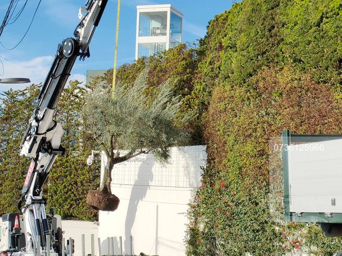 shakiracarla's tweet photo. Shakira mandando quitar un árbol de la casa de Barcelona para llevárselo a Miami, es los más random que verás hoy. Debe tener un un gran significado para ella 🤩 https://t.co/XbQhXS64ks