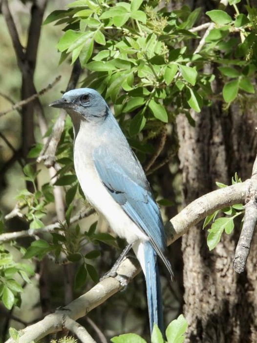 A beautiful Mexican Jay. Good way to start the morning. At the local coffee shop now, doing some #writing #WritingCommunity #books by Elless Bock. #fun for all. #kidsbooks too. #authors