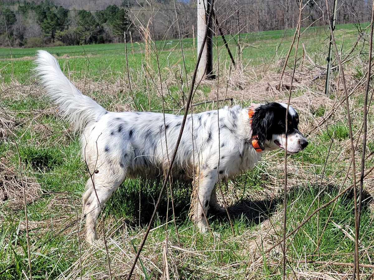 Rmorris772's tweet photo. @quail4ever English Setter https://t.co/7jLIBHEVTB