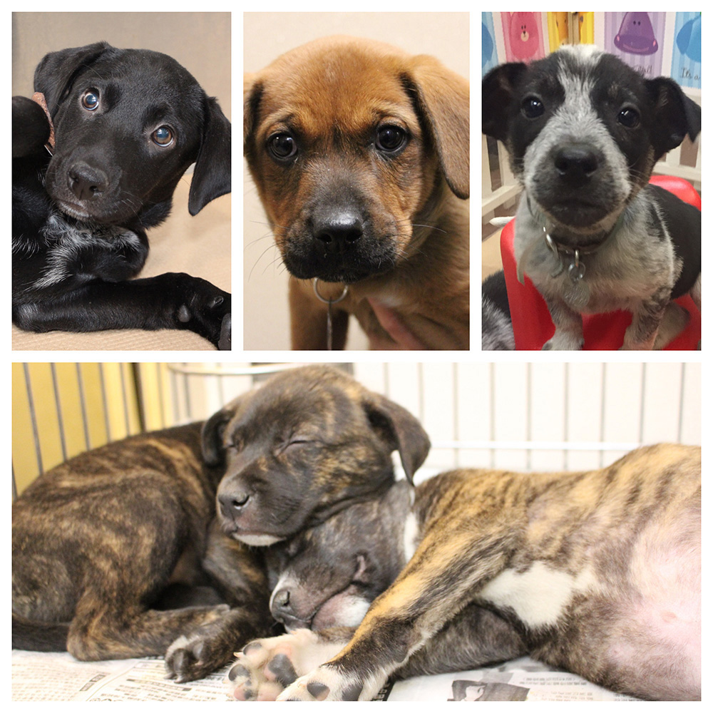 Our mobile adoption unit is coming  to Petco in New Hyde Park, NY (2300 Jericho Turnpike).  Saturday, 4/15/2023, from 11 am to 3 pm! To get pre-approved, please email Offsite@AnimalLeague.org!
Bring your family and adopt your new best friend!  #GetYourRescueOn #Adopt #NewHydePark