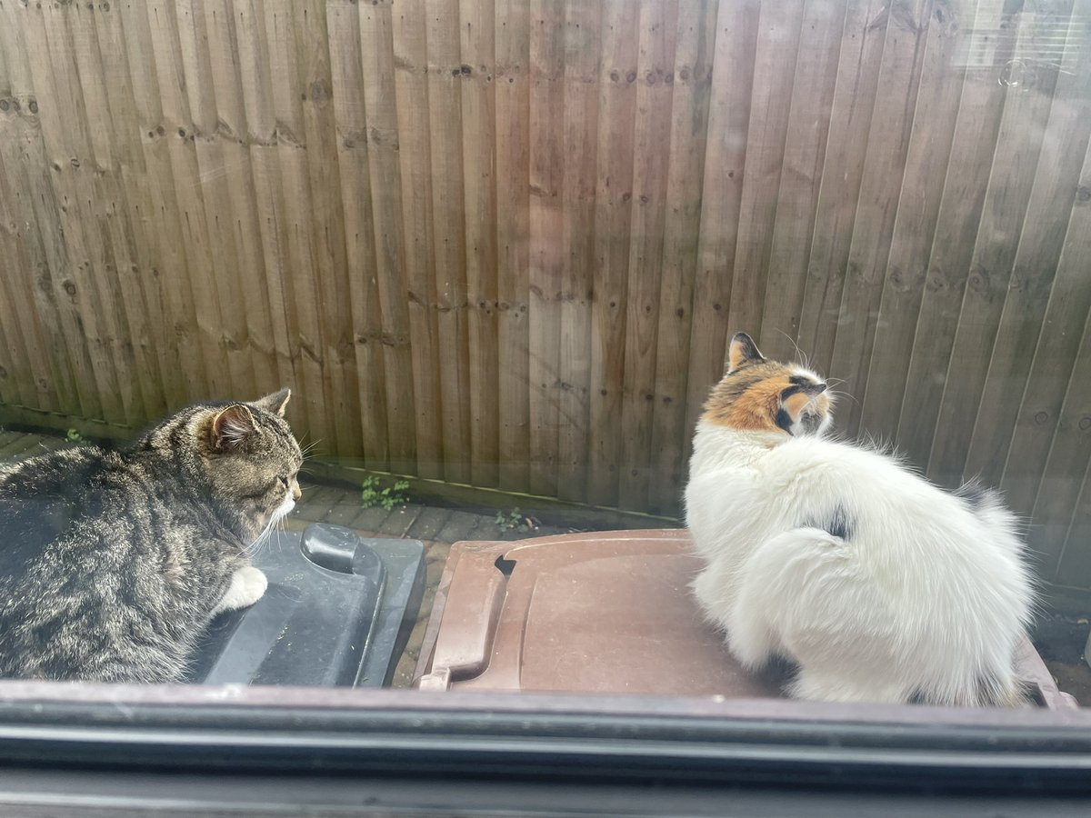 It doesn’t matter what species, males always ruin relationships by talking too much! #cats #CatsOfTwitter