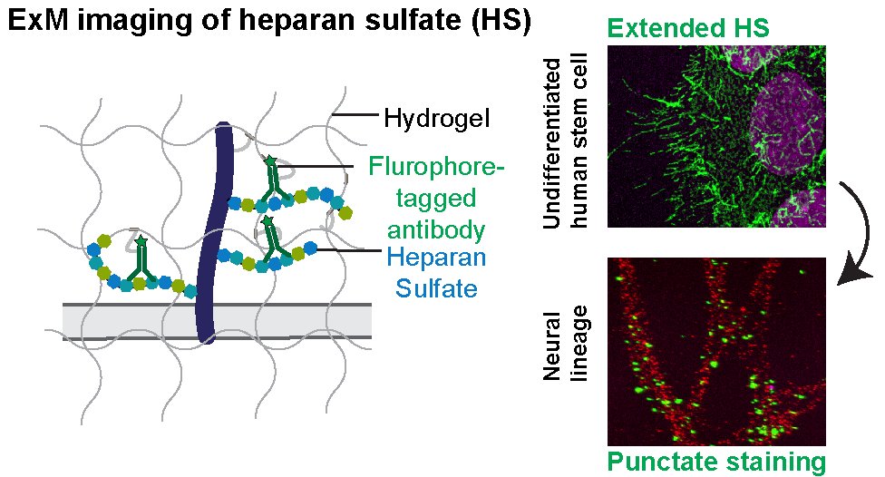 Laura Kiessling (@chemicalbiology) on Twitter photo Surprising finding that the function of heparan sulfate, a polysaccharide critical for human development, depends not only on sequence but also localization <a href="/DeenaMahbuba/">Deena Al Mahbuba</a> with <a href="/eboyden3/">Ed Boyden</a> and Linhardt group from <a href="/MIT/">Massachusetts Institute of Technology (MIT)</a> @RPI in <a href="/acsnano/">ACS Nano</a> #glycotime pubs.acs.org/doi/10.1021/ac… Surprising finding that the function of heparan sulfate, a polysaccharide critical for human development, depends not only on sequence but also localization <a href="/DeenaMahbuba/">Deena Al Mahbuba</a> with <a href="/eboyden3/">Ed Boyden</a> and Linhardt group from <a href="/MIT/">Massachusetts Institute of Technology (MIT)</a> @RPI in <a href="/acsnano/">ACS Nano</a> #glycotime pubs.acs.org/doi/10.1021/ac…