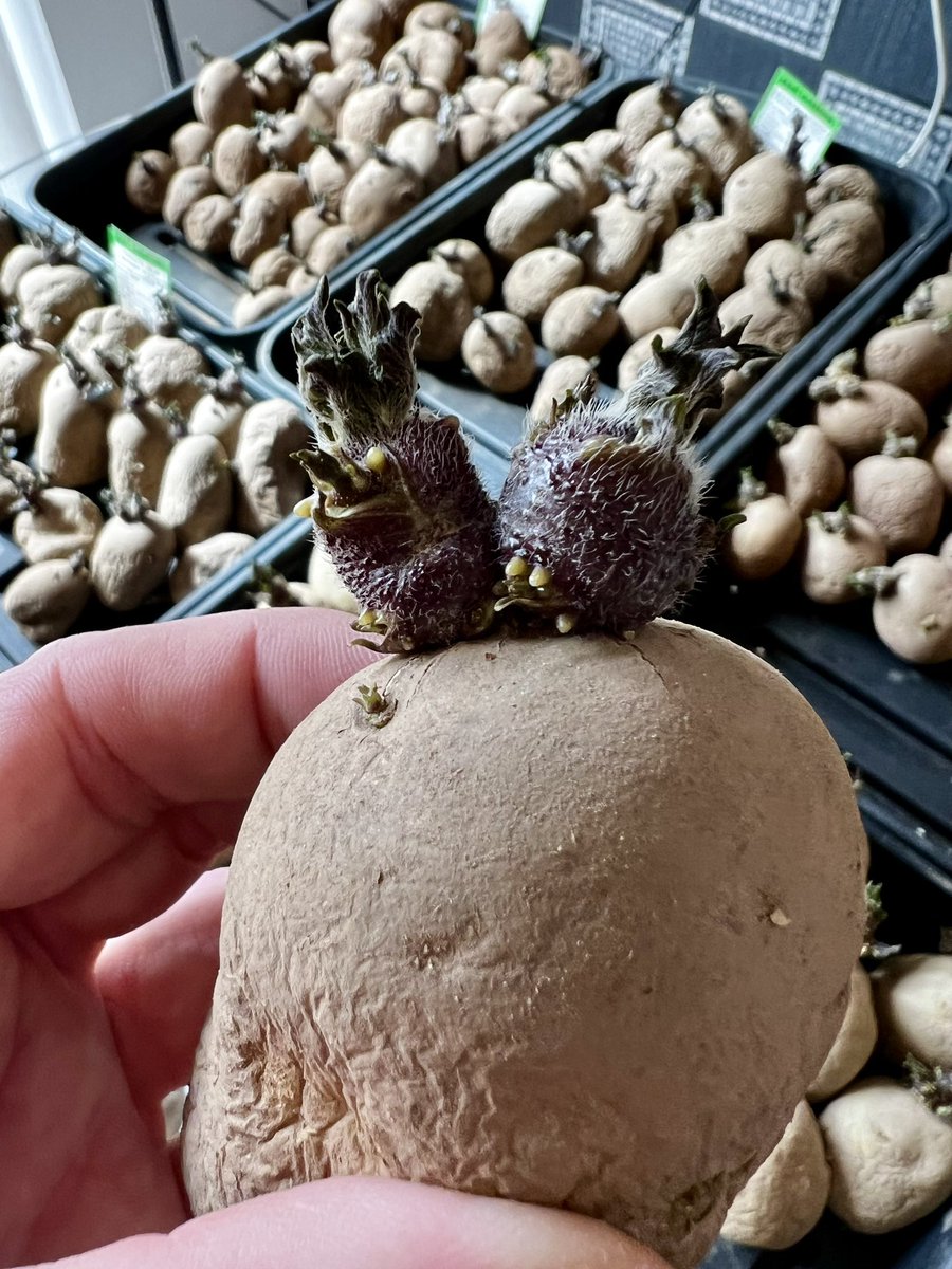HolmesAllotment's tweet photo. Some quality chits 👍🏻 they’ll be in the ground very soon plus someone wants her kitchen table back 🤣🥔🤣🥔 #allotment #allotmentlife #gardening #growyourown #uk #chitting #Potatoes https://t.co/huwZFn7qSI