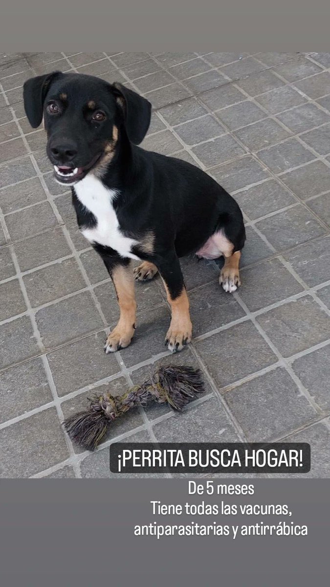 TUCUMAN ❗❗
Perrita de 5 meses en adopción responsable. Es cariñosa y juguetona.
Por fa difundir!!