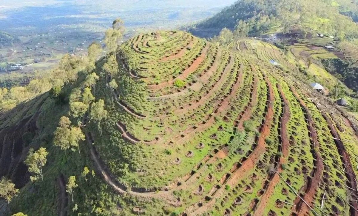 ShimelisAbdisa's tweet photo. The Future of Ethiopia: green economy
We are building broad based economy in all aspects. The new initiatives on soil and water conservation by working on physical, biological and agronomic measures. With #TajaajilaLammummaa program our great people will transform our economy. https://t.co/im9iV1a9G8