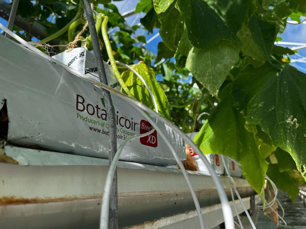BotanicoirLtd's tweet photo. It's been great to be out and about visiting UK growers this week, especially when we see thriving crops like these #cucumbers in Essex 🥒

#Botanicoir #cococoir #ukfarming #agriculture #salads #saladfarm https://t.co/NBdhDZr5rP