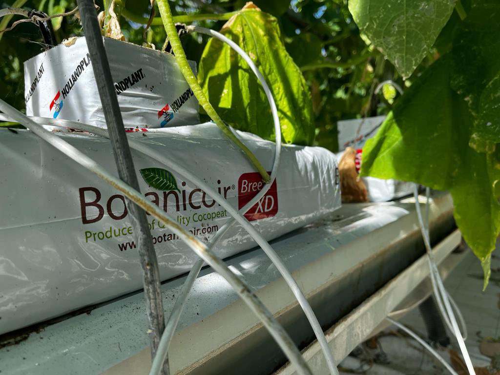 BotanicoirLtd's tweet photo. It's been great to be out and about visiting UK growers this week, especially when we see thriving crops like these #cucumbers in Essex 🥒

#Botanicoir #cococoir #ukfarming #agriculture #salads #saladfarm https://t.co/NBdhDZr5rP