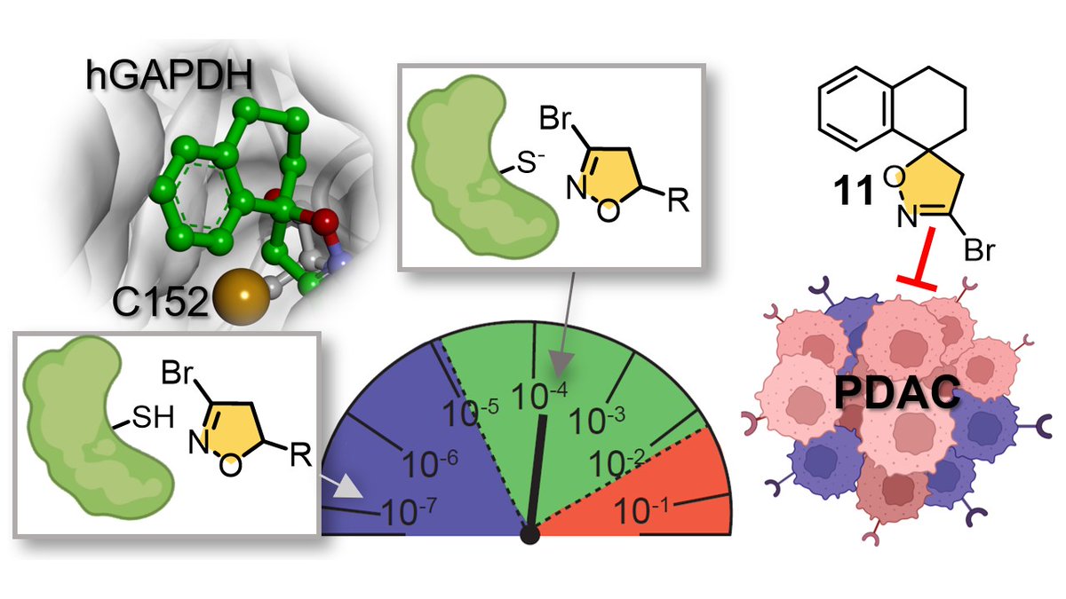 Interested in #covalentinhibitors? Did you know that the 3-bromo-4,5-dihydroisoxazole warhead has a drug-like reactivity? Check out our recent paper, Glad to have been part of this amazing work! #MedChem #covalent #GAPDH #pancreaticcancer
sciencedirect.com/science/articl…