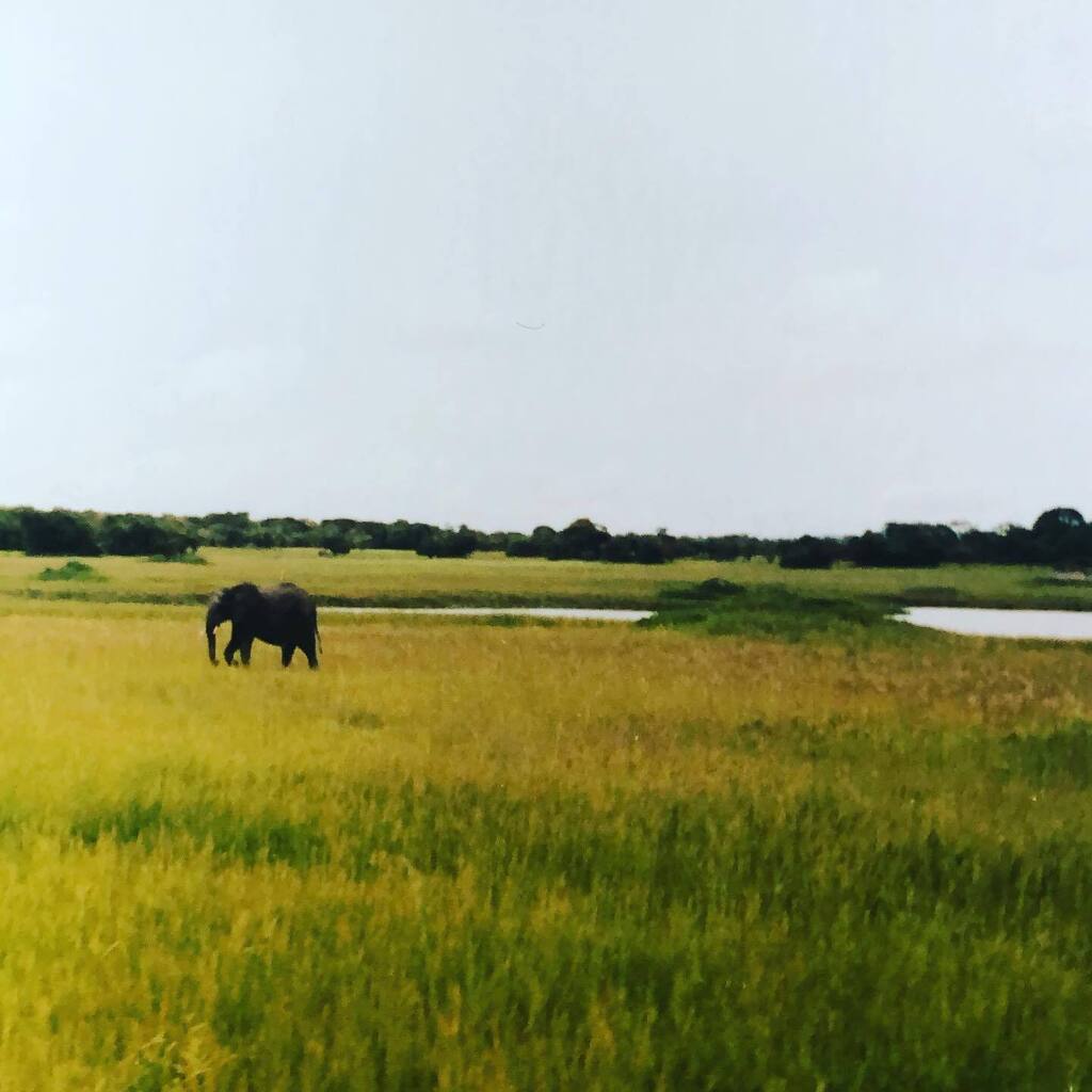 AuthorHerbert's tweet image. Gentle giant, out for a stroll 🐘 #africanelephant  #zambianwildlife #peacecorpslife #elephantsofinstagram instagr.am/p/Cq8PDSVLqFW/
