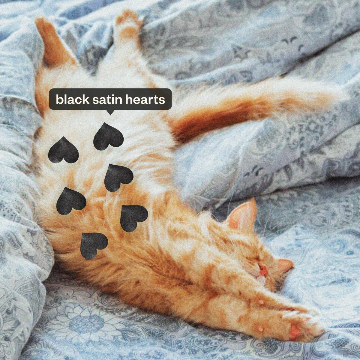 ellaz____'s tweet photo. ¿Ya vieron nuestras nippz #stylish para michis 🐈? Nosotras las amamos 💖🥰🐱 https://t.co/JdcdGVKCK7
