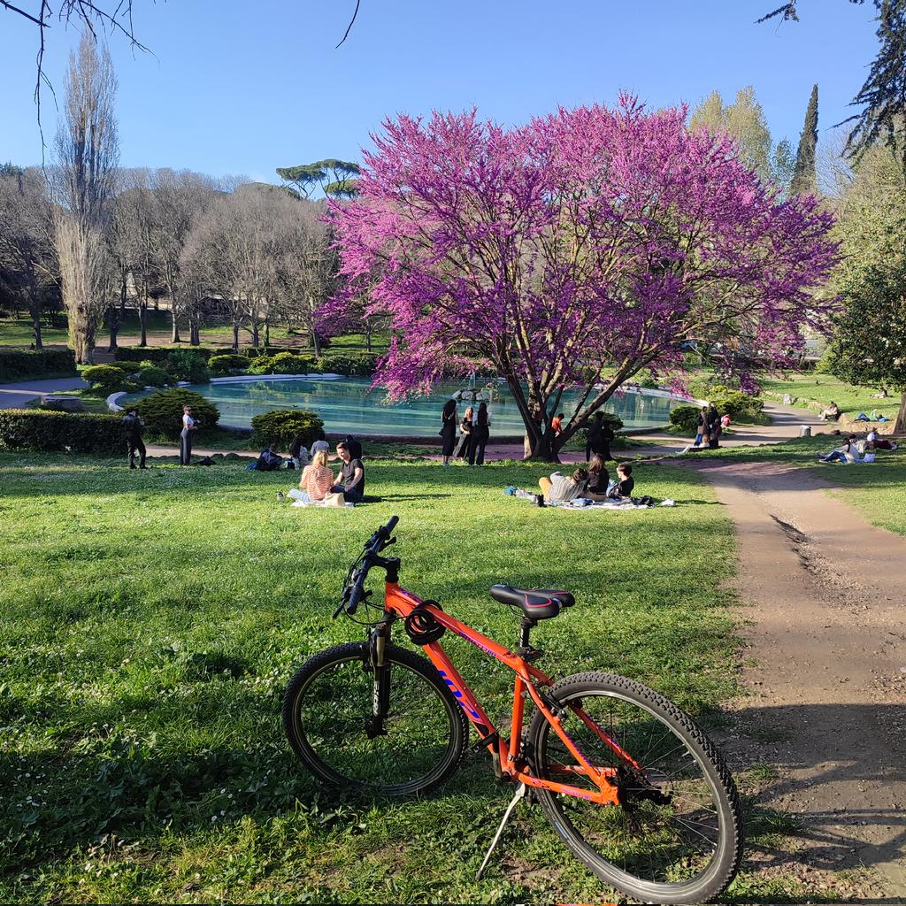 ManuSsn's tweet photo. #BikeAfterWork ☀️😍🚴🚴♀️ #Roma Villa Borghese...questo è il mio albero preferito ❤️ https://t.co/cJqolkdwUa
