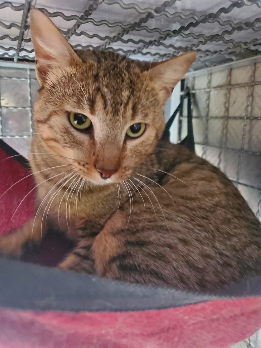 BomberosBogota's tweet image. ¡Se busca un hogar cálido y una familia responsable... la recompensa, será mucho amor!

Nuestro Grupo Especializado de Búsqueda y Rescate de Animales en Emergencia (BRAE) rescató a estos dos felinos, a los que les buscan hogar

Si estás interesado llámanos al 3045481251.