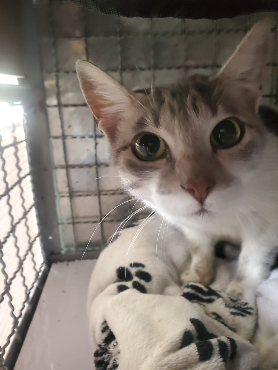 BomberosBogota's tweet image. ¡Se busca un hogar cálido y una familia responsable... la recompensa, será mucho amor!

Nuestro Grupo Especializado de Búsqueda y Rescate de Animales en Emergencia (BRAE) rescató a estos dos felinos, a los que les buscan hogar

Si estás interesado llámanos al 3045481251.