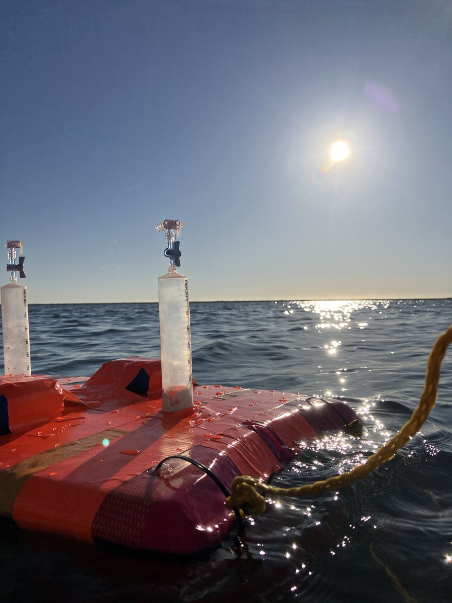 Sophia Hoffman tweet media