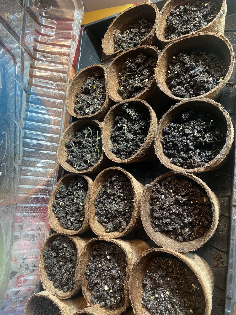 Vampy_Snow's tweet photo. I GOT SPROUTS 🥹 https://t.co/Z6Eh60cDgg