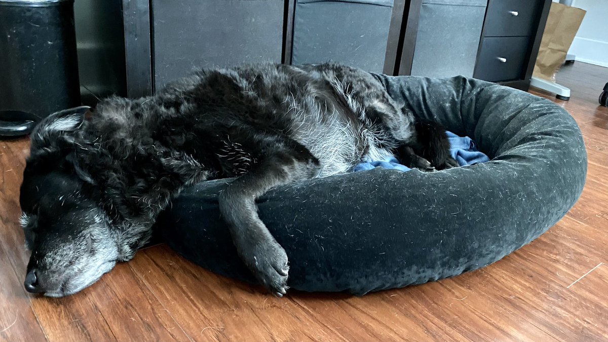 This is for @BlueHeronFarmTX. <a href="/FuzzyButtsMcGee/">Fuzzy Butts McGee</a>’s latest dog bed fail.