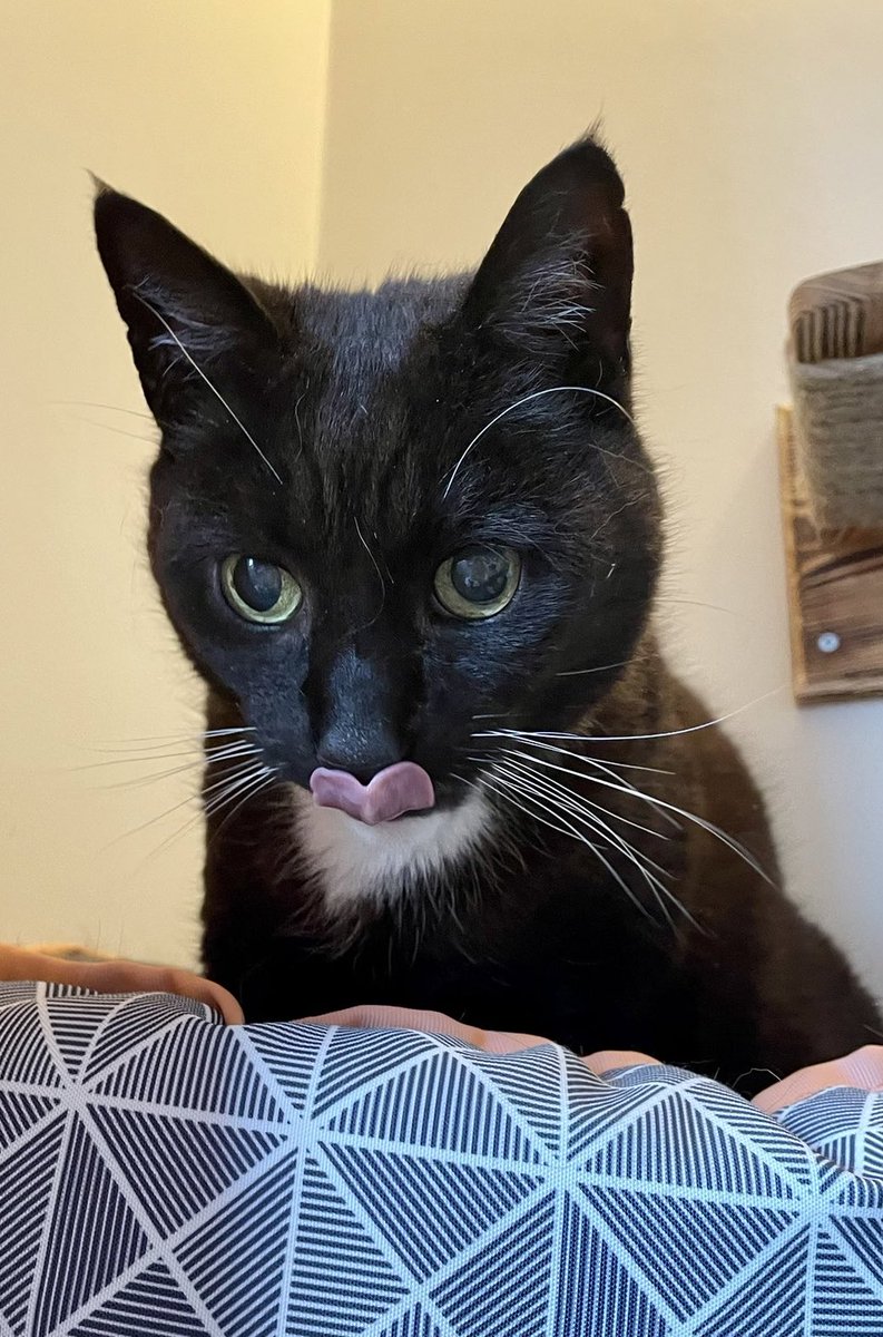 weirdlilguys's tweet photo. IT’S MLEMSDAY!!!! THE BEST DAY OF THE WEEK!!!!

👅❤️👅❤️👅❤️👅

post your mlems and bleps!! https://t.co/G7F9PtLuxq