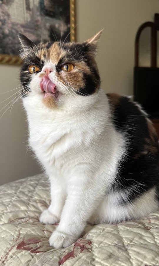 weirdlilguys's tweet photo. IT’S MLEMSDAY!!!! THE BEST DAY OF THE WEEK!!!!

👅❤️👅❤️👅❤️👅

post your mlems and bleps!! https://t.co/G7F9PtLuxq