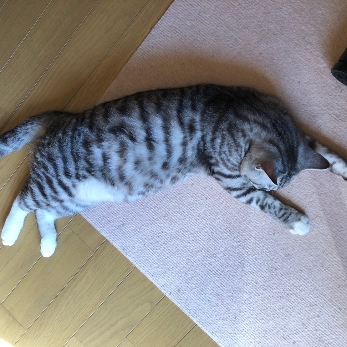hitomi_t_e's tweet photo. 華金の終電によくこういう人いた気がする🤔🐈‍⬛🐈‍⬛ https://t.co/wasgQReDa8