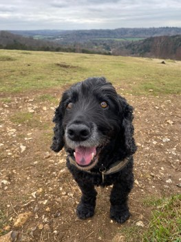 🆘12 APR 2023 #Lost FOSTER #ScanMe #Tagged
OLDER Black Cocker Spaniel Male
In Woods nr Old Cranleighan Rugby Club
#ThamesDitton #Surrey #KT7 doglost.co.uk/dog-blog.php?d…