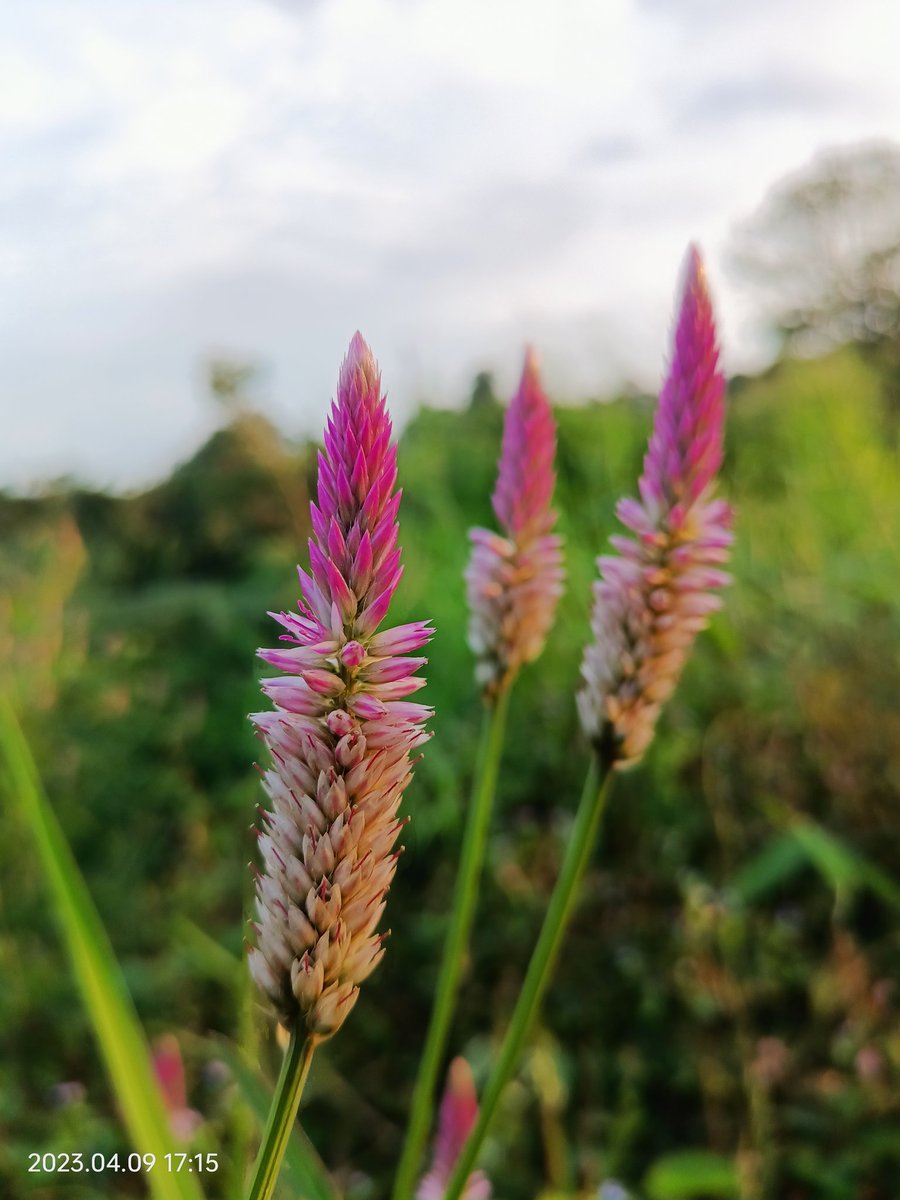 Boroco; wild but beautiful