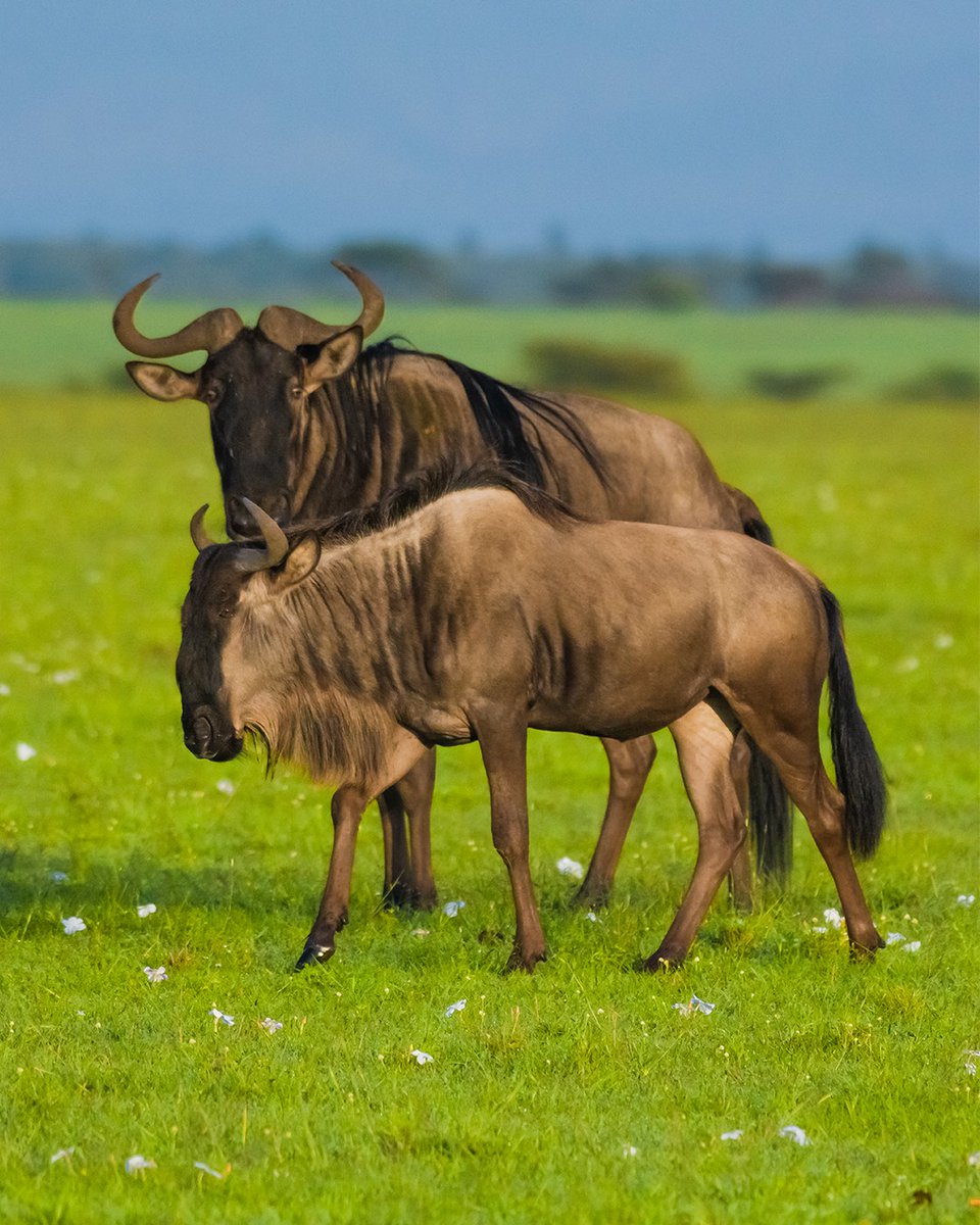 Wildebeest calving season usually occurs between January and March, with a peak in February. 🦌 Masai Mara | Kenya #travelingtheworld #bownaankamal #wildebeest #africansafaris #antelopebeauty #naturein_focus #africanantelope #earth_shotz #maraconnect #masaimarawildlife