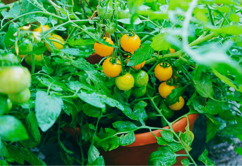 🍅🌿 No garden? No problem! You can still grow delicious tomatoes in containers on your patio or balcony. 🌱🍅 Follow our step-by-step guide to learn how! #ContainerGardening 🌿

buff.ly/3MvRFTG