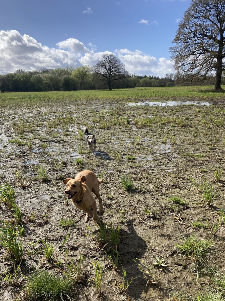 Obi & Jerry enjoying a good run in the mud and sunshine this morning! So much fun! ☀️ 🐶 💨 💙 #dogsoftwitter #muddywalks #labrador #romanianrescuedog #wednesdayfun #dogwalks #dogwalker #ruscombe #twyford #thedoggywalker
