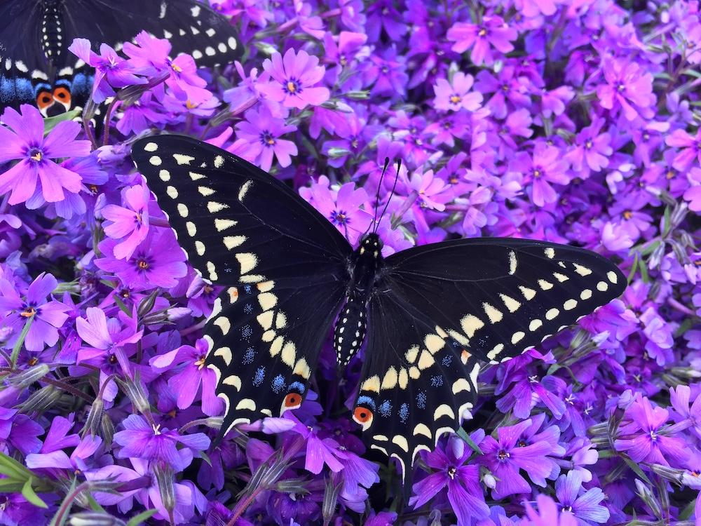 Natureworks Garden Center & Landscaping tweet media