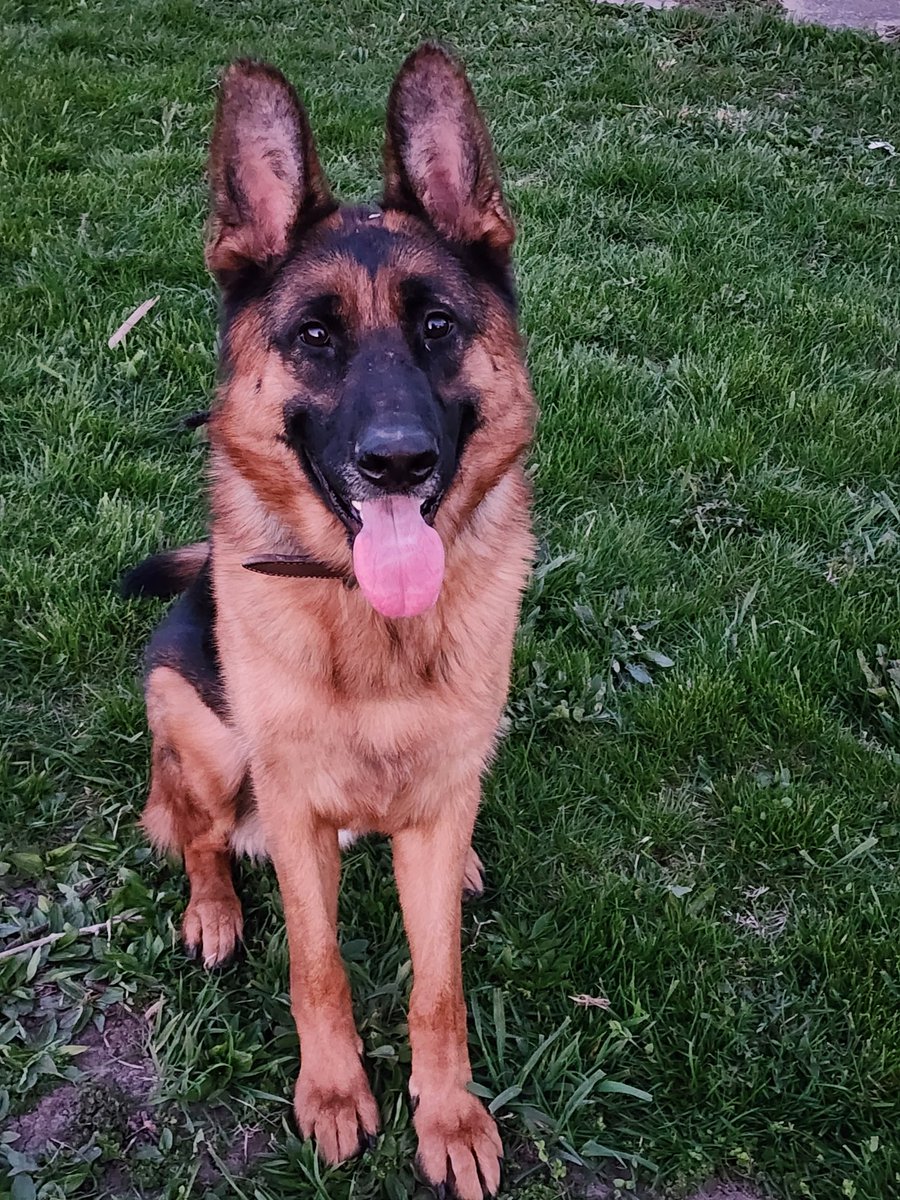 bmcclaskey71's tweet photo. #GermanShepherd
#AmaroksGrimmofWinterfell
#GameOfThronesfan https://t.co/Zg8KwnGyCR