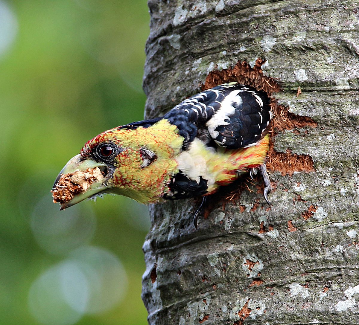 tugela1's tweet photo. @sykesjeff Crested Barbet hollowing out a tree to nest.  
KZN, South Africa 🇿🇦 https://t.co/icq9wyr9I5