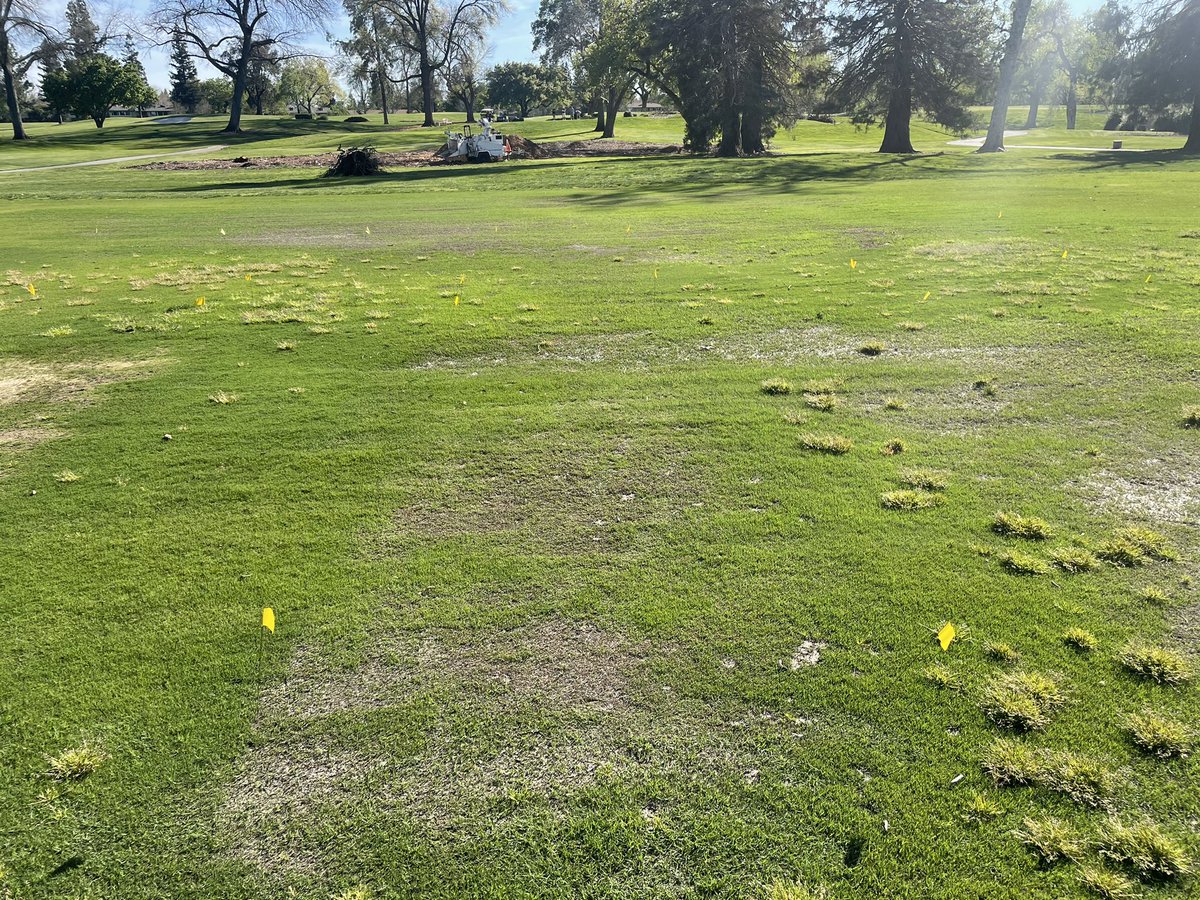 Herbicides applied Nov. 29 for Poa control in bermuda. Clear winners: Roundup alone &amp; with Sureguard. Avg. collateral damage for both <20% &amp; mostly in wet areas. Overall, Sureguard didn’t increase Poa control but it provided nicer dormant look and perhaps residual PRE activity.